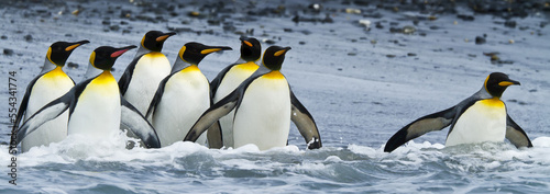 King penguins wade in the surf.
