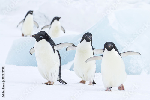 Five adelie penguins walk on a snowy landscape.