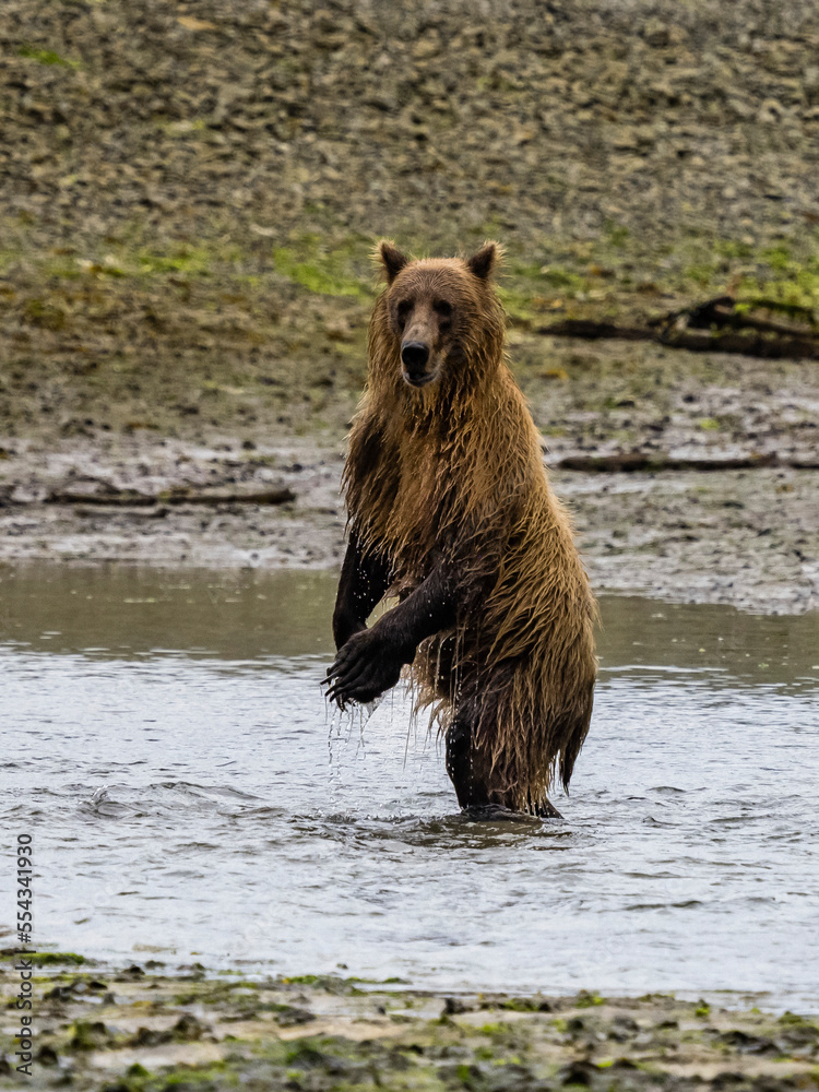 Portrait of Coastal Brown Bear (Ursus arctos horribilis) standing upright while fishing for salmon in Kinak Bay; Katmai National Park and Preserve, Alaska, United States of America Portrait of Coastal Brown Bear (Ursus arctos horribilis) standing upright while fishing for salmon in Kinak Bay; Katmai National Park and Preserve, Alaska, United States of America