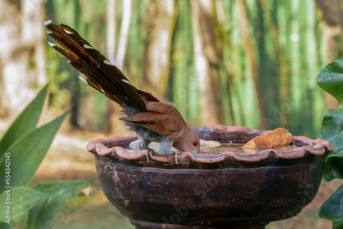 A Squirrel Cuckoo also know Alma de Gato or Cuckoo Ardilla perched on water foutain. Species Piaya cayana. Animal world. Bird lover. Birdwatching. Birding.
