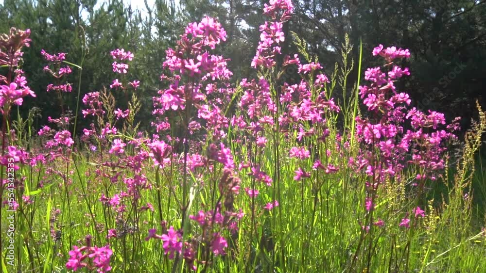 bees pollinate flowers on a green field in summer bees pollinate flowers on a green field in summer