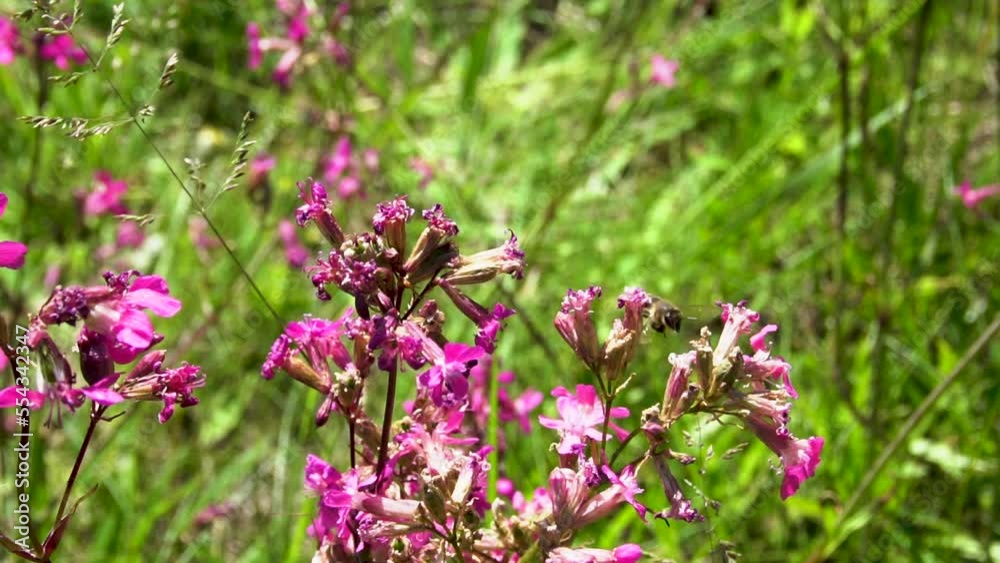 bees pollinate flowers on a green field in summer bees pollinate flowers on a green field in summer