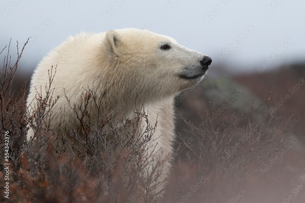 Polar bear (Ursus maritimus) in the wild looking out, near Churchill, Manitoba; Churchill, Manitoba, Canada Polar bear (Ursus maritimus) in the wild looking out, near Churchill, Manitoba; Churchill, Manitoba, Canada