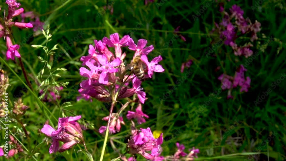 bees pollinate flowers on a green field in summer bees pollinate flowers on a green field in summer