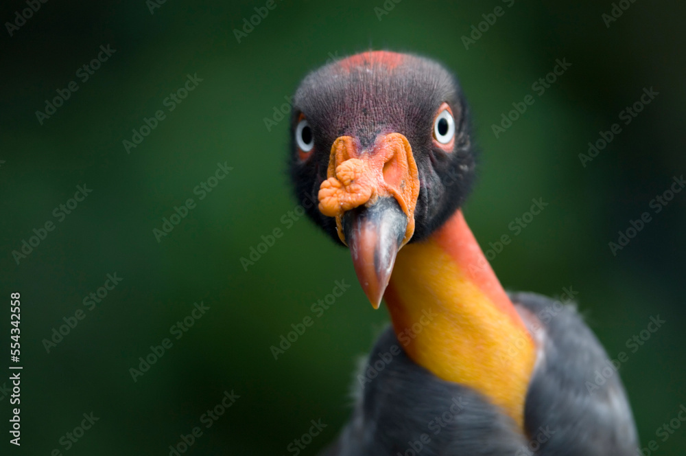 Close-up portrait of a King Vulture (Sarcoramphus papa) at the Sedgwick County Zoo; Wichita, Kansas, United States of America Close-up portrait of a King Vulture (Sarcoramphus papa) at the Sedgwick County Zoo; Wichita, Kansas, United States of America