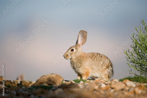 Portrait of a Desert cottontail rabbit (Sylvilagus audubonii), near Las Vegas; Las Vegas, Nevada, United States of America photo