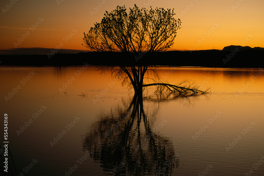 Silhouettes of Red-winged blackbirds (Agelaius phoeniceus) perched a tree submerged in water at sunset in Bosque del Apache National Wildlife Refuge; New Mexico, United States of America Silhouettes of Red-winged blackbirds (Agelaius phoeniceus) perched a tree submerged in water at sunset in Bosque del Apache National Wildlife Refuge; New Mexico, United States of America