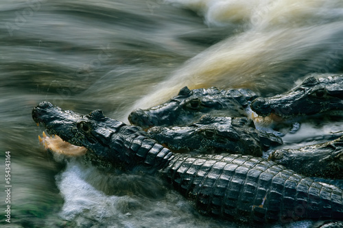 Speckled caimans (Caiman Crocodilus) wait for unsuspecting fish in Pantanal waters; Pantanal, Brazil