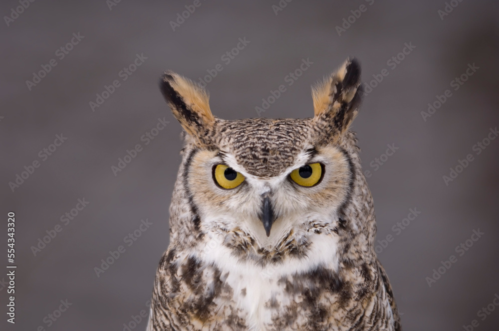 A captive Great horned owl (Bubo virginianus) at a raptor recovery center near Gibbon, Nebraska, USA; Nebraska, United States of America A captive Great horned owl (Bubo virginianus) at a raptor recovery center near Gibbon, Nebraska, USA; Nebraska, United States of America