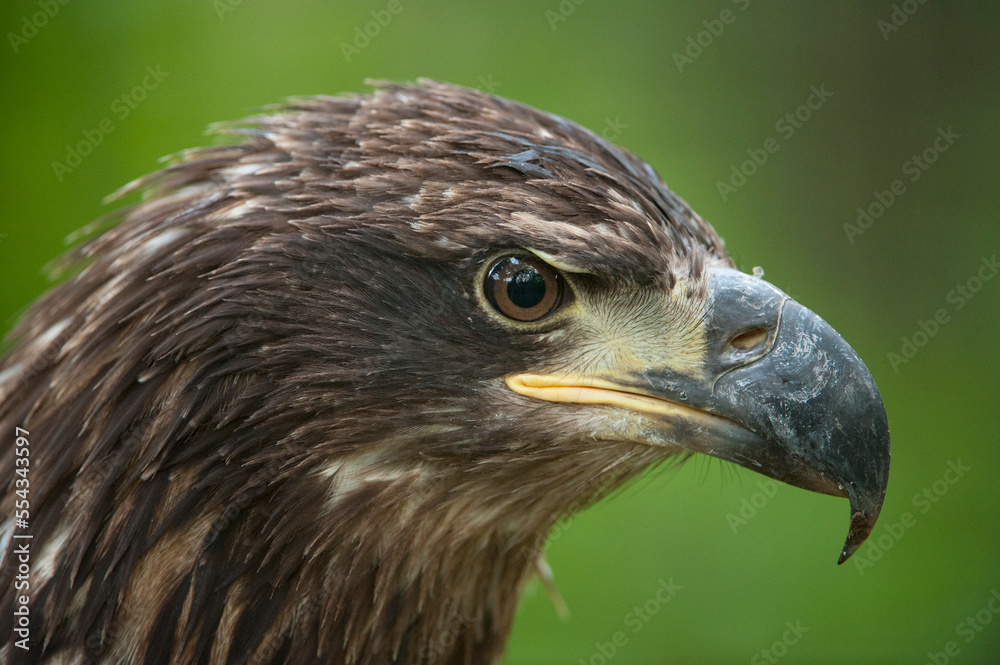 Portrait of a Golden eagle (Aquila chrysaetos), captive at a zoo; Lincoln, Nebraska, United States of America Portrait of a Golden eagle (Aquila chrysaetos), captive at a zoo; Lincoln, Nebraska, United States of America