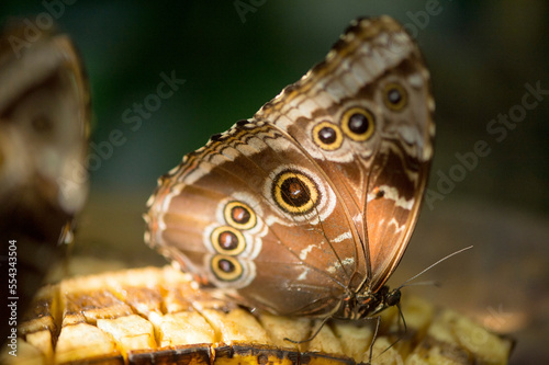 Peleides blue morpho butterfly (Morpho peleides) in the Butterfly Rainforest at a museum of natural history; Gainesville, Florida, United States of America photo