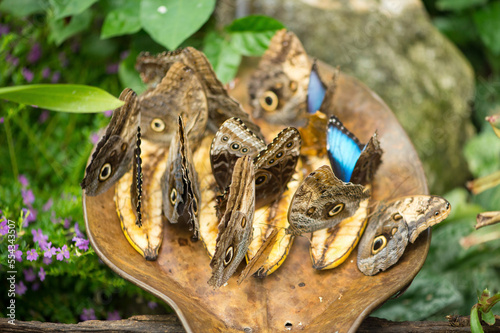 Owl butterflies, Caligo memnon, feed on bananas in the Butterfly Rainforest at the Florida Museum of Natural History; Gainesville, Florida, United States of America