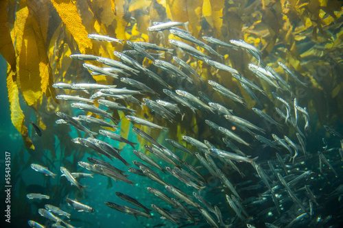 School of anchovies in the kelp tank at an aquarium; Monterey, California, United States of America photo