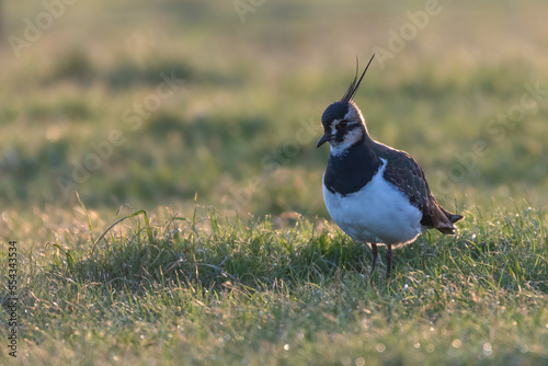 Fotografie Northern lapwing (Vanellus vanellus) at sunset, North Norfolk coast, UK