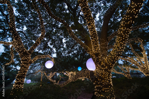 Holiday lights light up a wooded area; Houston, Texas, United States of America