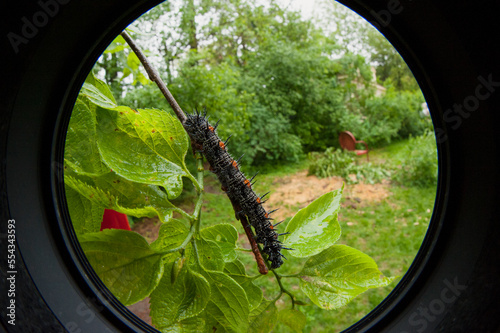 Close-up view of the caterpillar stage of a mourning cloak butterfly (Nymphalis antiopa); Lincoln, Nebraska, United States of America photo