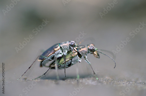 Two endangered Salt Creek Tiger Beetles (Cicindela nevadica lincolniana) mating; Lancaster County, Nebraska, United States of America photo