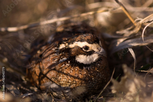 Portrait of a captive male Northern Bobwhite Quail (Colinus virginianus); Holland, Nebraska, United States of America photo