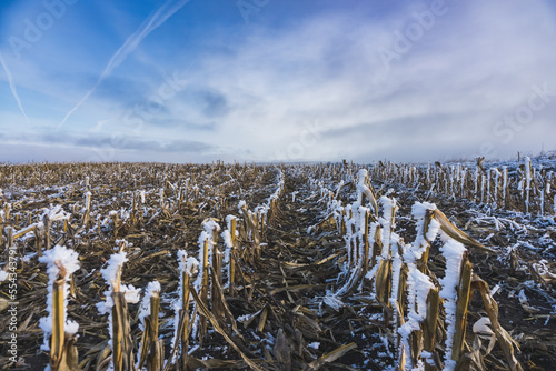 Frozen corn field in winter with snow and ice on plant trunks, sunny winter day with bright blue sky with clouds, rows of corn field