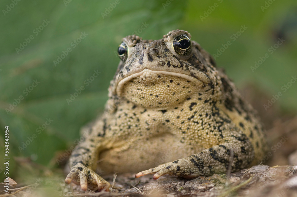 A sitting toad appears to be frowning; Dunbar, Nebraska, United States of America A sitting toad appears to be frowning; Dunbar, Nebraska, United States of America