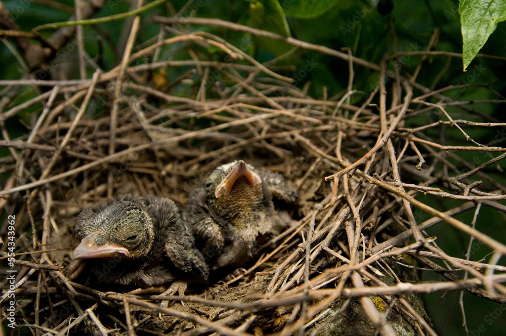 Two baby blue jays (Cyanocitta cristata) wait for their mother to return with food; Walton, Nebraska, United States of America Two baby blue jays (Cyanocitta cristata) wait for their mother to return with food; Walton, Nebraska, United States of America