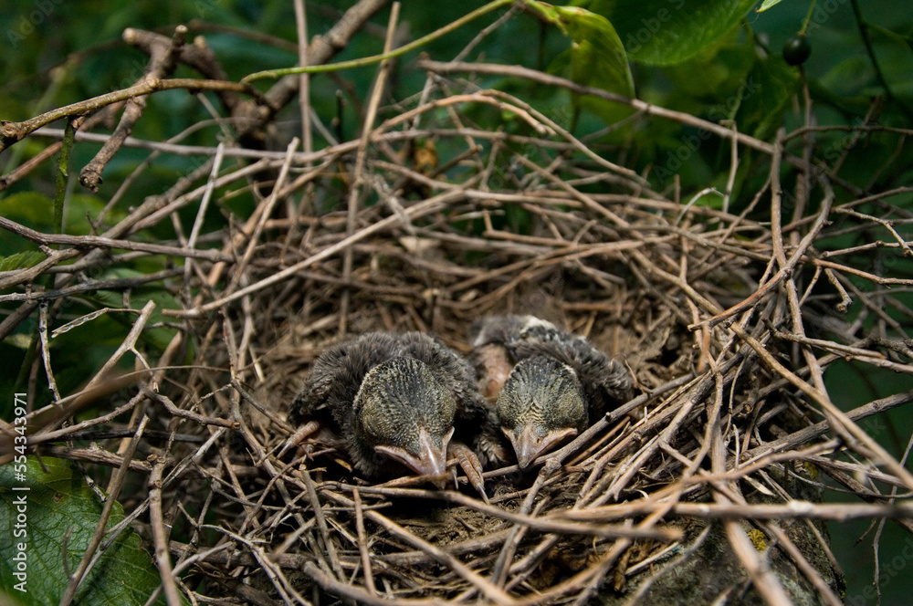 Two baby blue jays (Cyanocitta cristata) wait for their mother to return with food; Walton, Nebraska, United States of America Two baby blue jays (Cyanocitta cristata) wait for their mother to return with food; Walton, Nebraska, United States of America