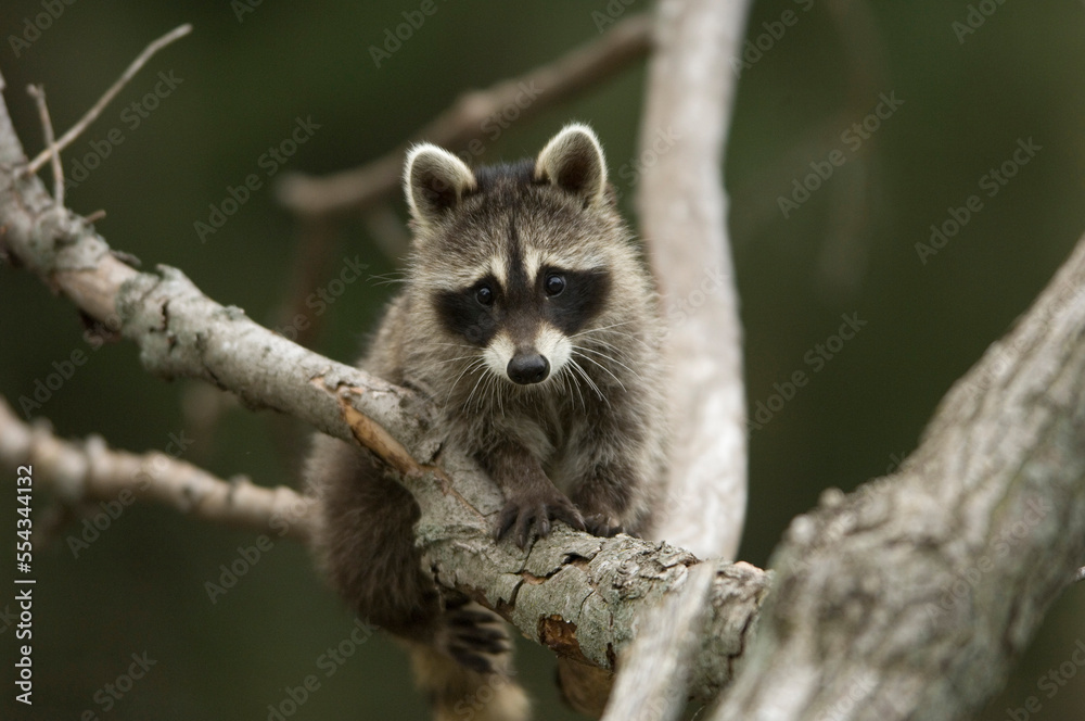 Raccoon (Procyon lotor) climbing a tree at a wildlife rescue member's home in Eastern Nebraska, USA; Talmage, Nebraska, United States of America Raccoon (Procyon lotor) climbing a tree at a wildlife rescue member's home in Eastern Nebraska, USA; Talmage, Nebraska, United States of America