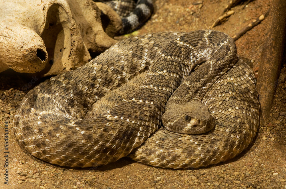 Diamondback rattlesnake (Crotalus sp.) at a zoo; Omaha, Nebraska, United States of America Diamondback rattlesnake (Crotalus sp.) at a zoo; Omaha, Nebraska, United States of America