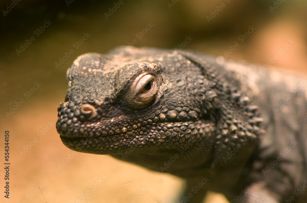 Portrait of a Chuckwalla lizard (Sauromalus) in the Desert Dome of a zoo; Omaha, Nebraska, United States of America Portrait of a Chuckwalla lizard (Sauromalus) in the Desert Dome of a zoo; Omaha, Nebraska, United States of America