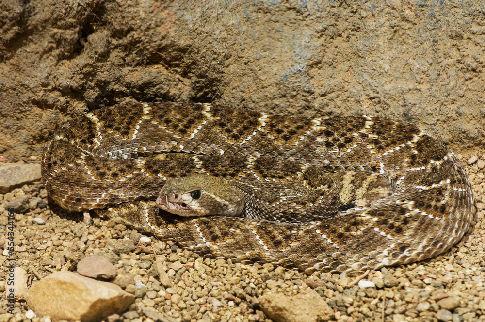 Diamondback rattlesnake (Crotalus sp.) at a zoo; Omaha, Nebraska, United States of America Diamondback rattlesnake (Crotalus sp.) at a zoo; Omaha, Nebraska, United States of America