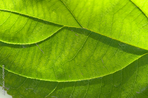 Close-up detail of the venation on a leaf from a cottonwood tree; Lincoln, Nebraska, United States of America photo