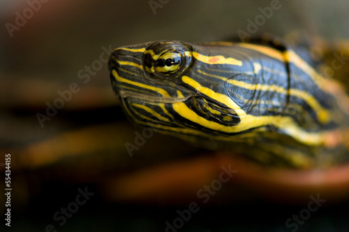 Fotografia, Obraz Close-up of the head of a Water turtle (Emydidae); Burwell, Nebraska, United Sta