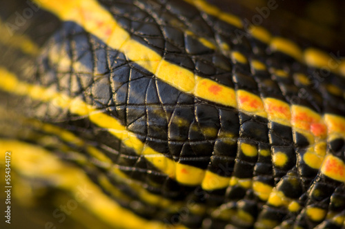 Skin detail of a Pond turtle (Emydidae); Burwell, Nebraska, United States of America