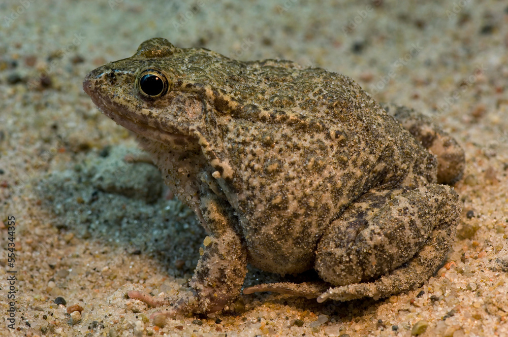 Close-up portrait of a Mississippi gopher frog (Rana capito sevosa) at a zoo; Omaha, Nebraska, United States of America Close-up portrait of a Mississippi gopher frog (Rana capito sevosa) at a zoo; Omaha, Nebraska, United States of America