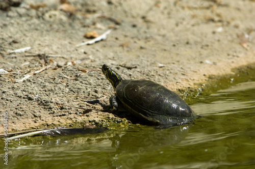A turtle crawls out of mossy green water to bask in the sun in a Montana zoo, USA; Billings, Montana, United States of America photo