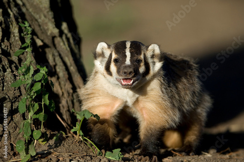Portrait of a hand-raised Badger (Mustelidae) in sunlight at the home of a wildlife rescue network worker; Talmage, Nebraska, United States of America