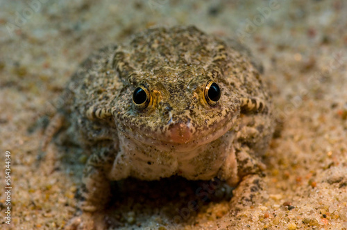 Close-up portrait of a Mississippi gopher frog (Rana capito sevosa) at a zoo; Omaha, Nebraska, United States of America photo