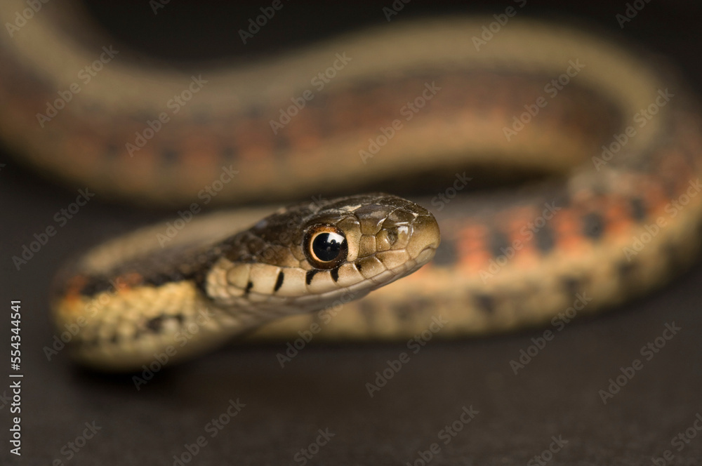 Portrait of a Red-sided garter snake (Thamnophis sirtalis parietalis) on a brown background; Princeton, Nebraska, United States of America Portrait of a Red-sided garter snake (Thamnophis sirtalis parietalis) on a brown background; Princeton, Nebraska, United States of America