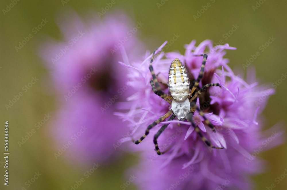 Silver orb banded argiopi spider rests on a purple Gayfeather (Liatris); Denton, Nebraska, United States of America Silver orb banded argiopi spider rests on a purple Gayfeather (Liatris); Denton, Nebraska, United States of America