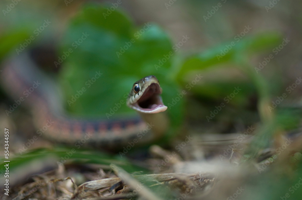 Red-sided garter snake (Thamnophis sirtalis parietalis) on the ground with open mouth; Princeton, Nebraska, United States of America Red-sided garter snake (Thamnophis sirtalis parietalis) on the ground with open mouth; Princeton, Nebraska, United States of America