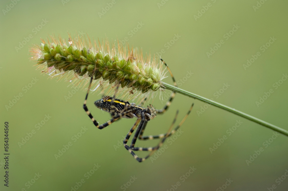 Silver orb banded argiopi spider crawling on a plant at Spring Creek Prairie in Lincoln, Nebraska, USA; Lincoln, Nebraska, United States of America Silver orb banded argiopi spider crawling on a plant at Spring Creek Prairie in Lincoln, Nebraska, USA; Lincoln, Nebraska, United States of America