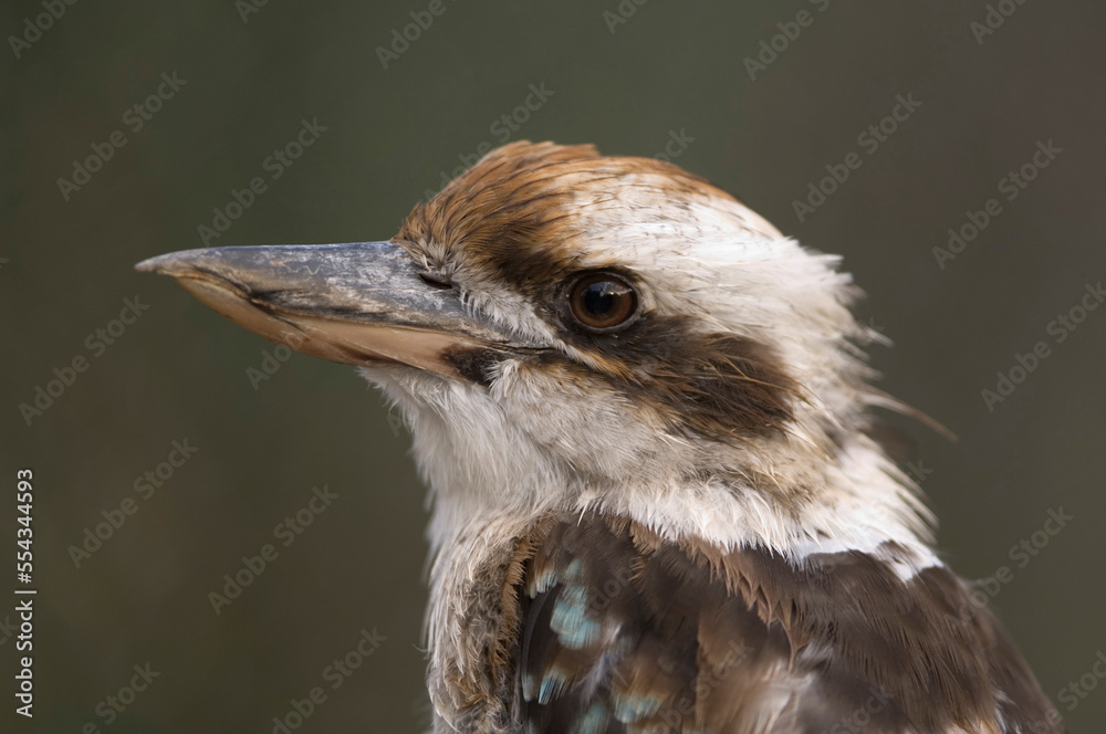 Portrait of a Kookaburra (Dacelo novaeguineae) at a zoo; Wichita, Kansas, United States of America Portrait of a Kookaburra (Dacelo novaeguineae) at a zoo; Wichita, Kansas, United States of America