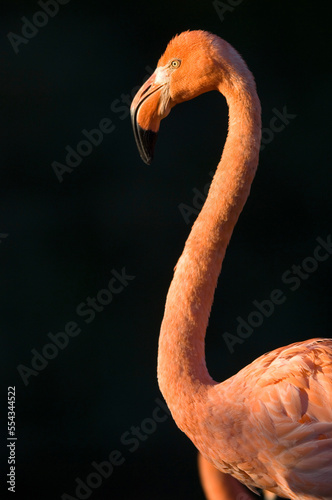 Portrait of a Caribbean flamingo (Phoenicopterus ruber) standing against a black background in a zoo; Manhattan, Kansas, United States of America