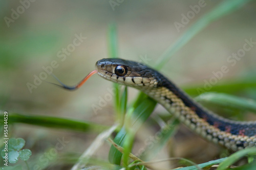 Red-sided garter snake (Thamnophis sirtalis parietalis) on the ground with tongue out; Princeton, Nebraska, United States of America photo