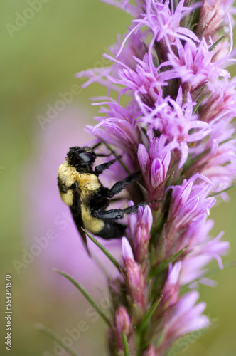 Bombus bumblebee on a purple gayfeather (Liatris) at Spring Creek Prairie in Denton, Nebraska, USA; Denton, Nebraska, United States of America photo