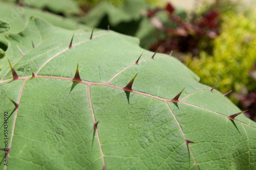 Thorns grow from the tops of the leaves of a Bed of nails plant, Naranjilla (Solanum quitoense); Raleigh, North Carolina, United States of America photo