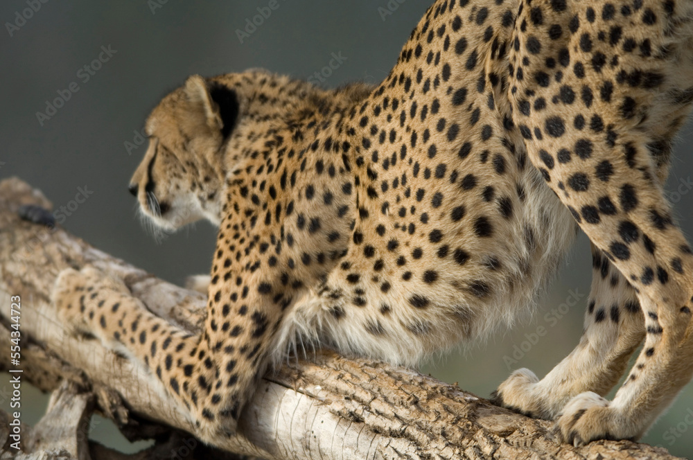 Cheetah (Acinonyx jubatus) stretching on a log in a zoo enclosure; Denver, Colorado, United States of America Cheetah (Acinonyx jubatus) stretching on a log in a zoo enclosure; Denver, Colorado, United States of America