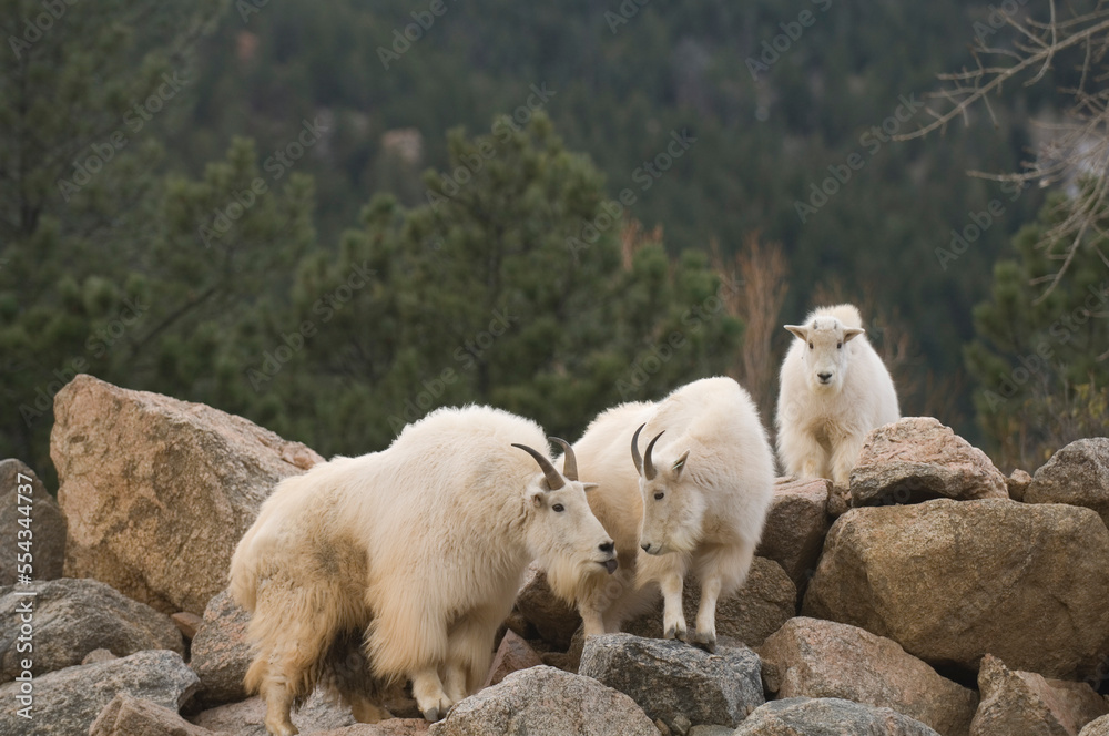 Mountain goats (Oreamnos americanus) on rocks in a zoo enclosure; Colorado Springs, Colorado, United States of America Mountain goats (Oreamnos americanus) on rocks in a zoo enclosure; Colorado Springs, Colorado, United States of America