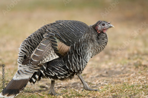 Portrait of a Wild turkey (Meleagris gallopavo) walking in an enclosure in a zoo; Watertown, South Dakota, United States of America photo