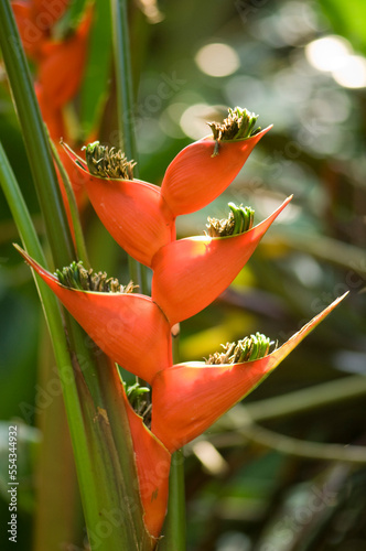 Lobster claw flower (Heliconia sp.) from South America; Asheboro, North Carolina, United States of America. photo